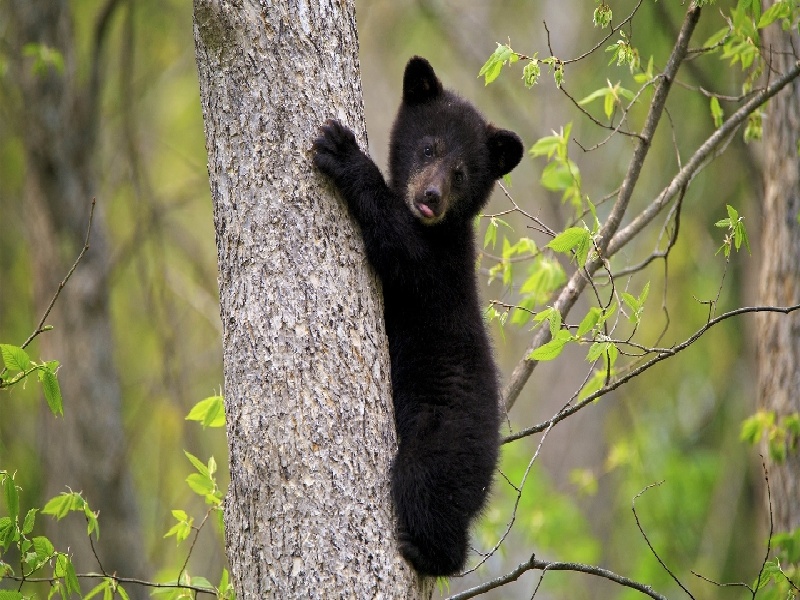 武汉试管 5年 随访（试管精子卵子什么）